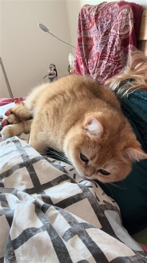 Understanding Cat Behavior for New Owners