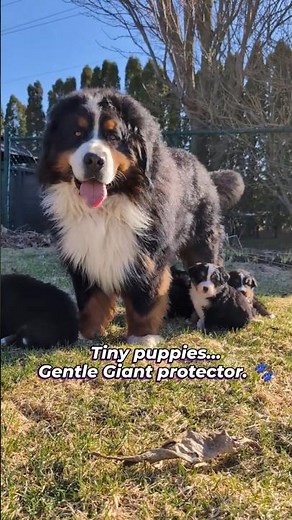 Big Bernese Dog with Tiny Puppies 🩵#bernesemountaindog #bigdog #dogshorts
