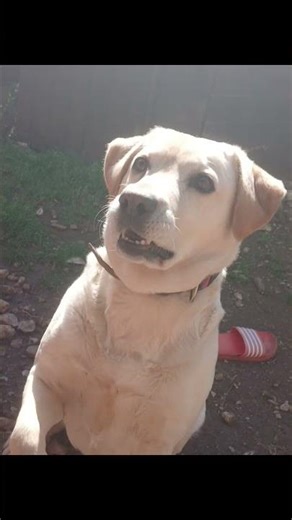 un chien très content