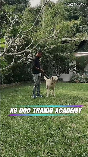 K9 dog training Academy #pets #dogtrainer #love