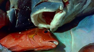 Le Monde du silence, un film naïvement dégueulasse