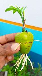 1.2M views · 5K reactions | Growing coconut plant from baby coconut | 100% success method in this video //#reels #fblifestyle | Rana Craft | Facebook