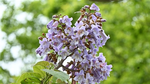 The elegant tree is perfect for providing shade in your garden this summer - Netmums