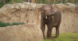 A look into Cincinnati Zoo's new Elephant Trek habitat before it opens to the public this October