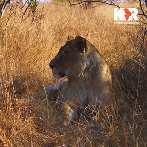 In today's #WildlifeWednesday video, we're checking in with Meg and Icarus to see how this dynamic duo are coming together to become a new pride. Join us, won't you? Kevin Richardson #relationshipgoals #sleepover #togetherness #newpride #lionpride | Kevin Richardson