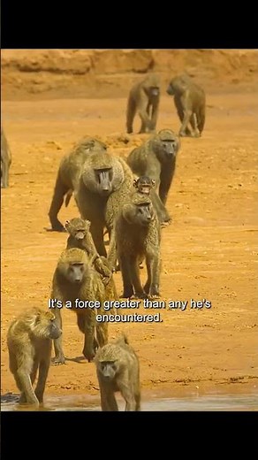 The baboon's screeching almost deafened me#wildlife #animals #baboon #shorts #fight #nature #video