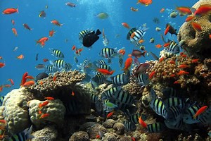 Les impacts de l’acidification des océans sur les récifs coralliens