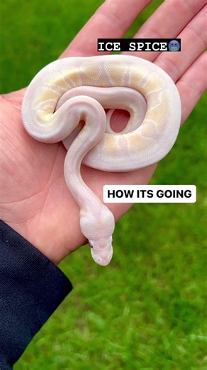 How It Started VS How Its Going Lavender Snow Ball Python😍