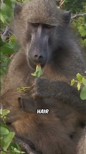 This Is What Animals Look Like Without Fur