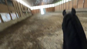 1.4K views · 97 reactions | Prince Post #606—Now That’s a TROT...