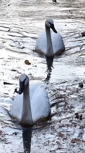 10K views · 378 reactions | Relaxing fall vibes with Ron and Tammy Swanson 廉  | Nashville Zoo | Facebook