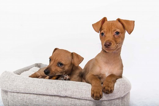 Chiweenie Lifespan: How Long They Typically Live   6 Common Health Problems