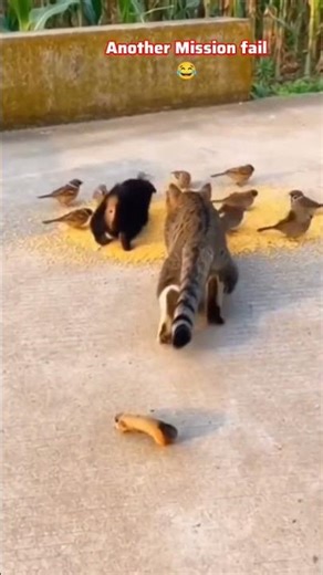 Mission IMPOSSIBLE: My Cat's BIGGEST Fail (You Won't BELIEVE It!)