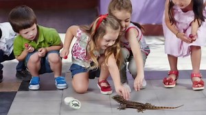 Reptile Shell Balm 2 oz Turtle Shell Care Conditioner Skin Moisturizer Cream for Tortoise Habitat Accessories, Lizard, Reptiles in Dry Environment Prevent Skin Dryness on Basking Platform, Tank, Rock