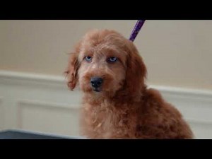 First Full Groom Cockapoo Teddy Bear Clip
