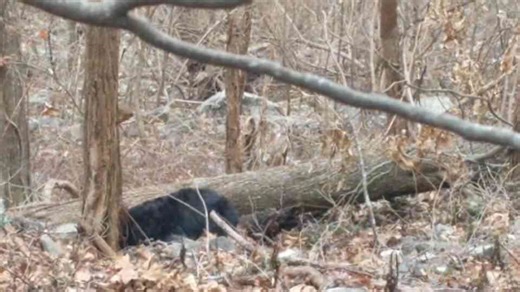 He was just walking - then noticed the bear in front of him