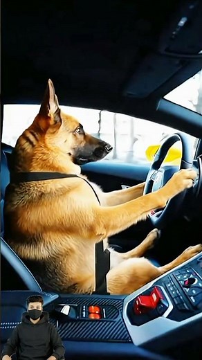 German Shepherd driving a Lamborghini