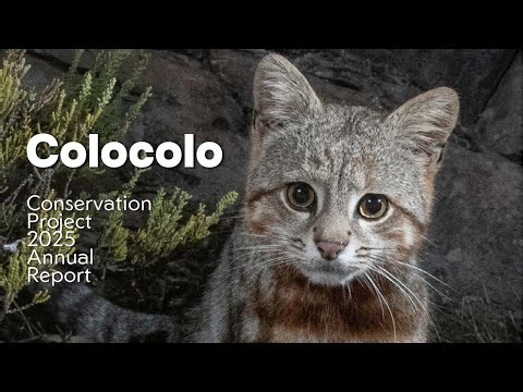 Colocolo Annual Report ~ 𝐇𝐨𝐰 𝐃𝐨 𝐘𝐨𝐮 𝐒𝐚𝐯𝐞 𝐀 𝐖𝐢𝐥𝐝 𝐂𝐚𝐭 𝐘𝐨𝐮 𝐂𝐚𝐧 𝐇𝐚𝐫𝐝𝐥𝐲 𝐄𝐯𝐞𝐧 𝐅𝐢𝐧𝐝? 👀
