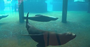 For 65+ years, "Sparky Show" has been wowing Como Zoo visitors