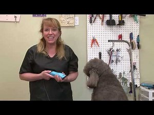 Best Dog Clippers for Poodles and Labradoodles | Go Pet Zone