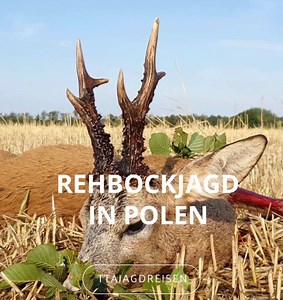 Bockjagd in Polen. Hier geht es zu unserem detaillierten Angebot: https://www.tta-jagdreisen.com/jagen-in-polen/rehbock/ | tta-jagdreisen.com