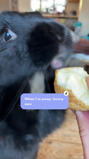 I video I forgot to post! #rabbitcare #bunnycaretips #rabbiteducation #bunnyrescue