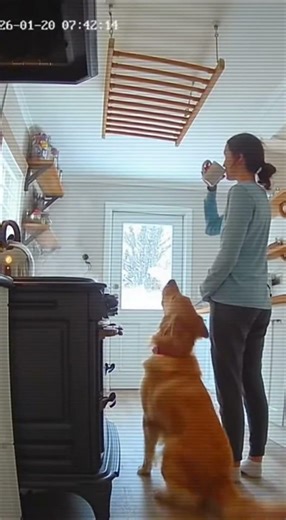 Dog Saves Owner From Falling Rack 🐕 Hero Pet Security Cam 📹 #viral