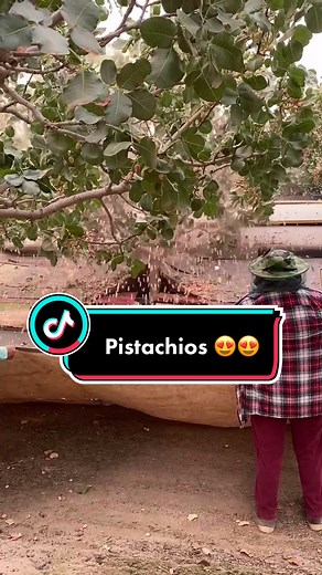 Pistachio Nut Preparation and Cleaning Guide
