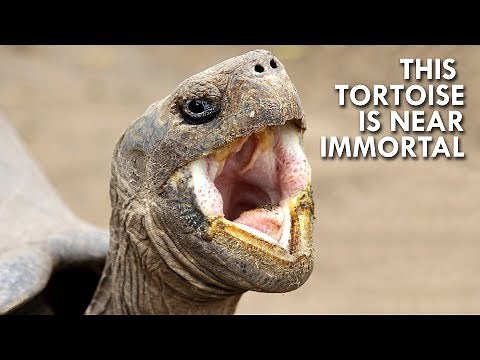 Tortoises: The Oldest Living Land Creatures in the World