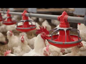 Top 10 Chicken Waterers and Feeders for 2025