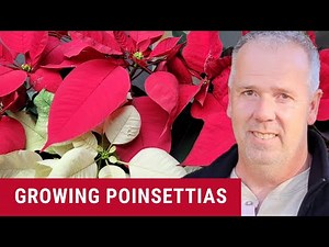 How to care for Poinsettias plants in pots