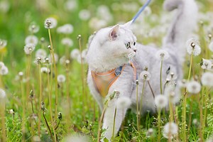 Cat Pollen Allergy? Here's How To Deal With It