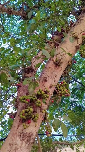 #beautiful red 🍒 💚 green berry tree