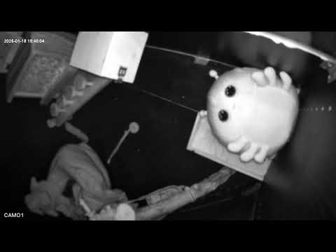 Live Backyard Squirrel Family – Watch Wild Squirrels Eat, Play & Explore (24/7 Nature Cam)