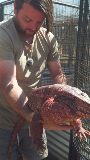 HUGE RED TEGU {CRIMESCENE}