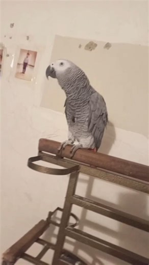 African grey parrot dancing and enjoying making reels 🥰 #parrot #africanparrotsofinstagram #reels