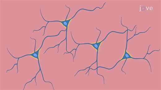 Video: Direct Neuronal Reprogramming of Mouse Astrocytes into Neurons - Experiment