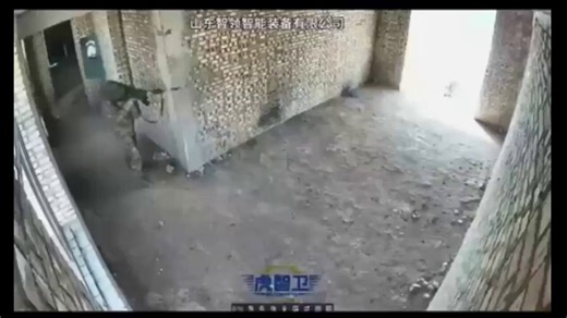🚨🇨🇳 BREAKING: Chinese military training with advanced robo-dog tech for close urban combat.