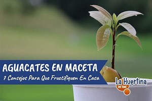 Plantar aguacate en maceta en casa y en el huerto paso a paso