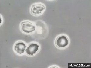 Red Blood Cells in a Hypertonic Solution on Make a GIF