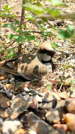 Sparrow Life Cycle Video Sparrow Nest Sparrow Egg Sparrow Hatching Sparrow Food Feeding Baby Sparrow