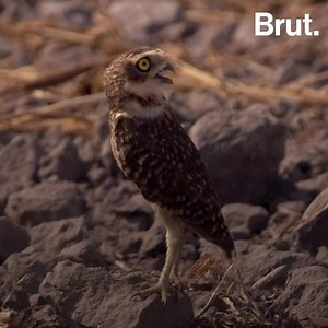 Soybean cultivation threatens biodiversity in Brazil