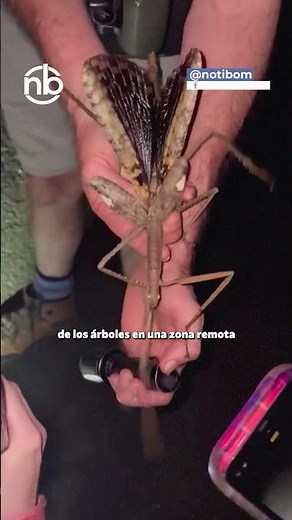 INCREIBLE DESCUBRIMIENTO DE UNA NUEVA ESPECIE DE INSECTO PALO