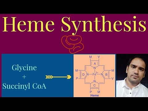 Heme synthesis pathway :Steps of Heme synthesis in Mitochondria & Cytoplasm with required materials