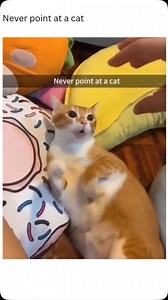 Pointing fingers at cats is often discouraged because many cats perceive it as a threatening or confrontational gesture. Cats are highly sensitive to body language, and a pointed finger, especially when directed at their face, might mimic the posture of an approaching predator or seem aggressive. This can make them feel defensive, anxious, or even provoke a swat. Instead, using open, non-threatening gestures helps maintain trust. | Paw Plaza