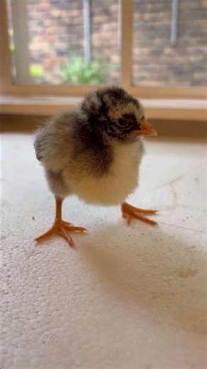 Watch the lacing begin… 🐥✨ Double Silver Laced Barnevelder chicks in the making!
