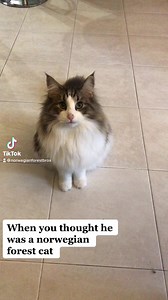 Norwegian Forest Cat: Tuxedo Beauty Unveiled