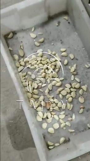 Pneumatic Dry Garlic Peeling Machine | High-Efficiency Garlic Peeler