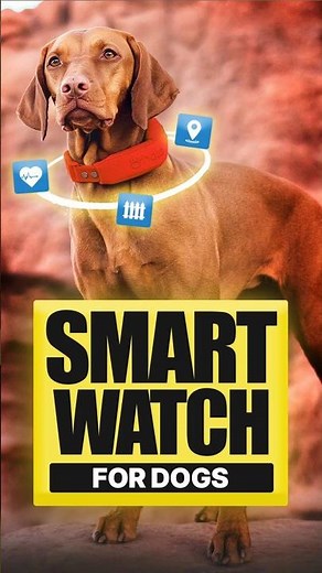 This “Smart Watch” Dog Collar Tracks EVERYTHING (GPS Fence + Activity Tracker)