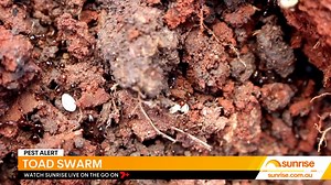 2.1K views · 33 reactions | Warmer weather and recent rain have contributed to an explosion in cane toad numbers. | Sunrise | Facebook